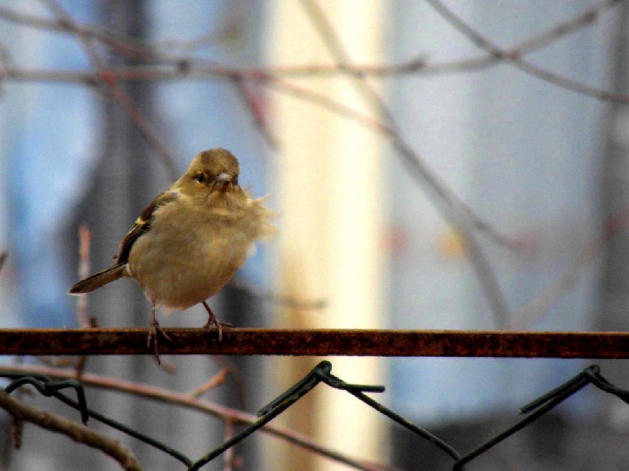 Eurasian Chaffinch