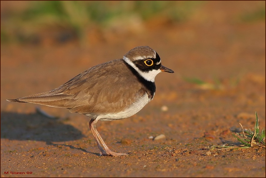 Little Ringed Plover