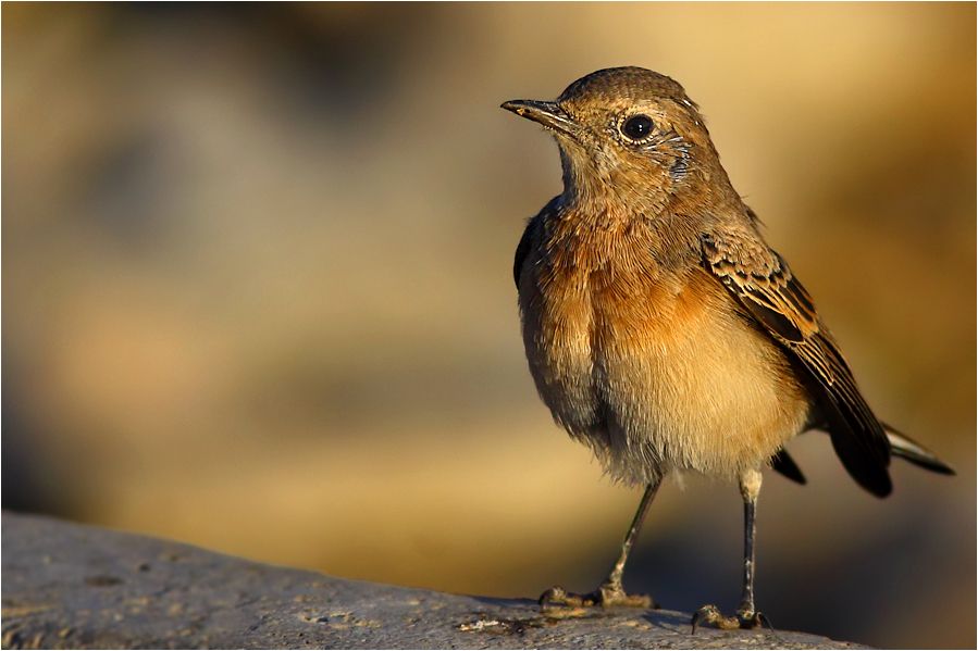 Black-eared Wheatear
