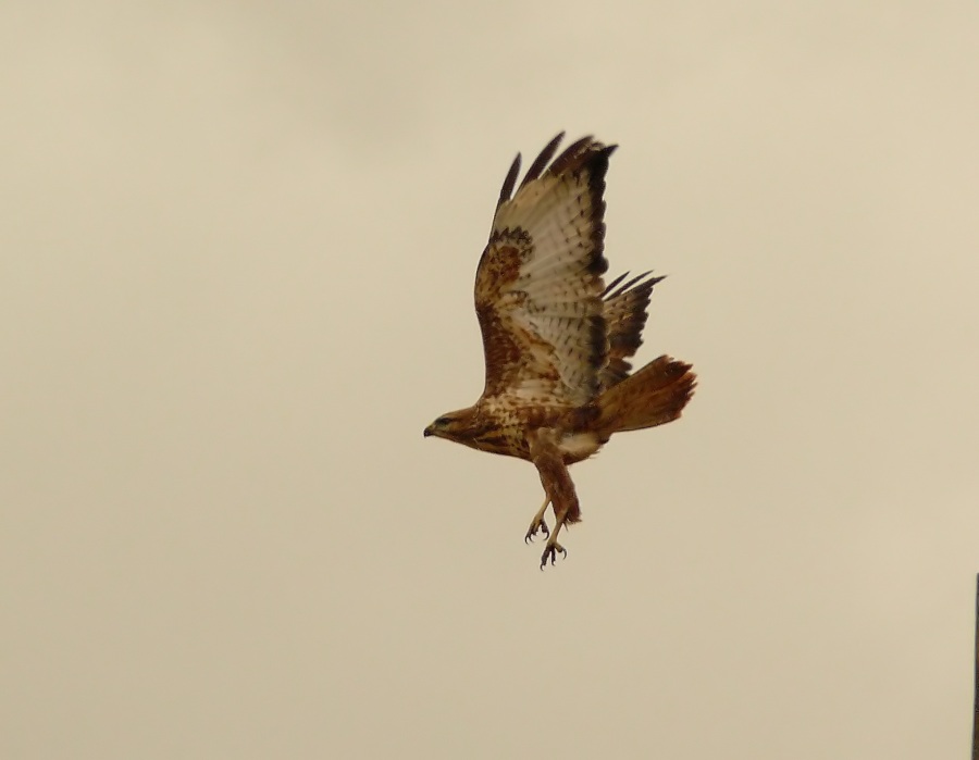 Long-legged Buzzard