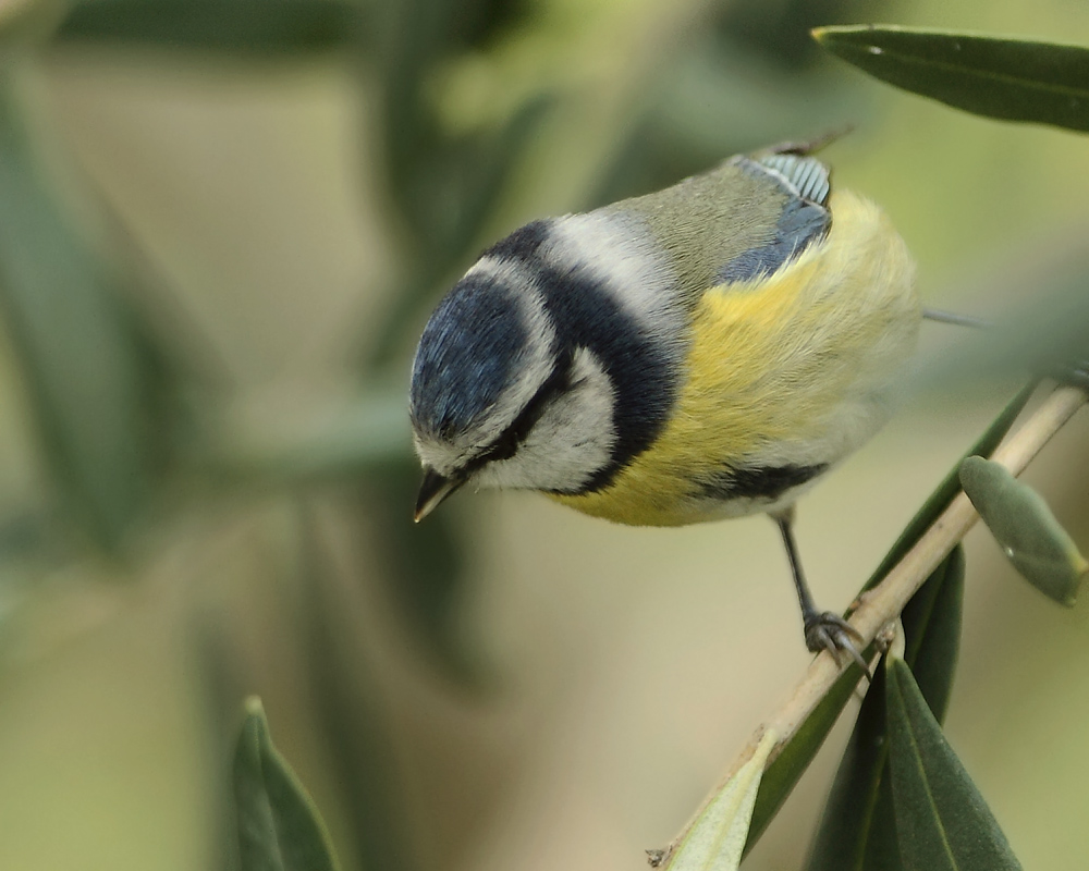 Eurasian Blue Tit