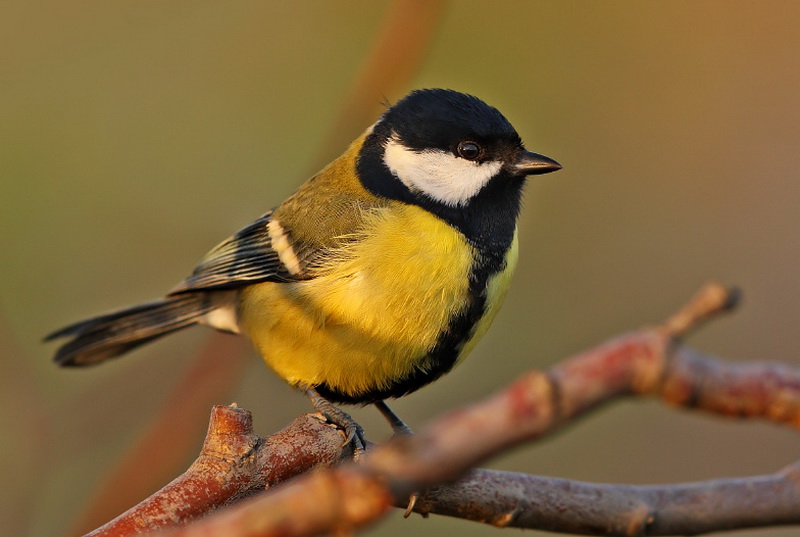 Great Tit