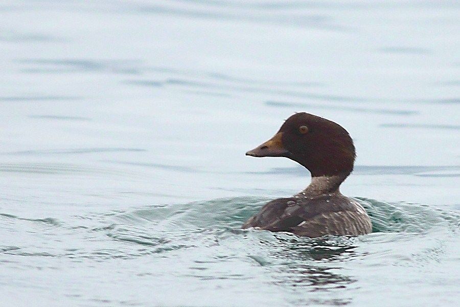 Common Goldeneye