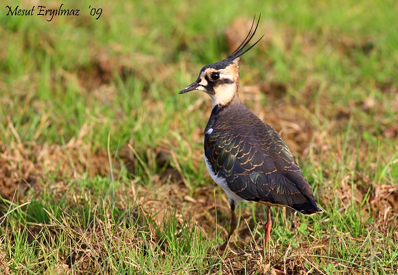 Northern Lapwing