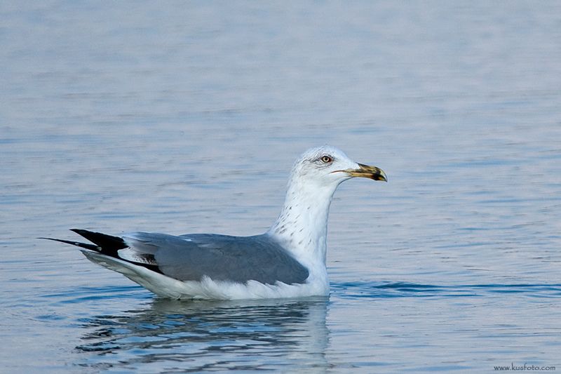 Yellow-legged Gull