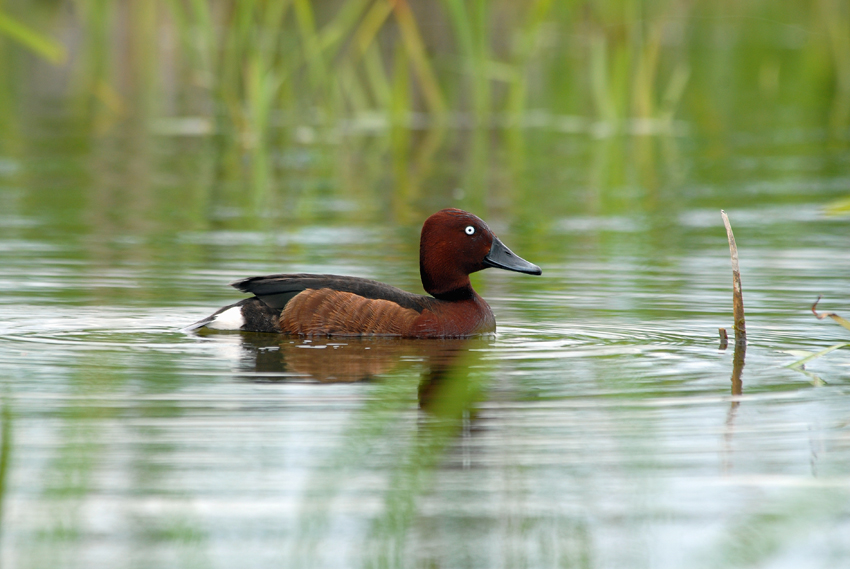 Ferruginous Duck