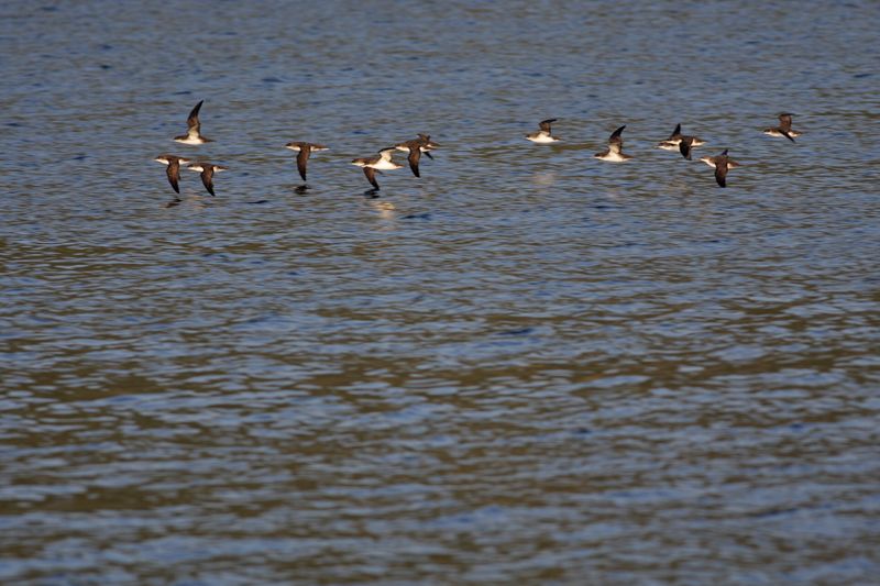 Yelkouan Shearwater