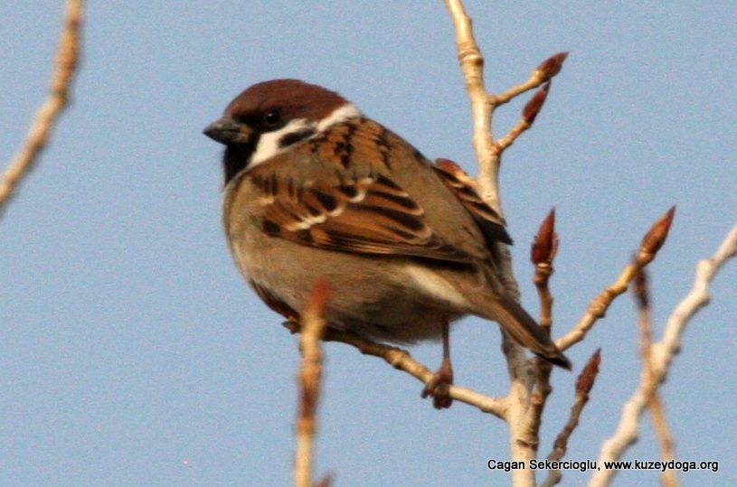 Eurasian Tree Sparrow