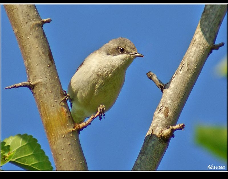 Lesser Whitethroat