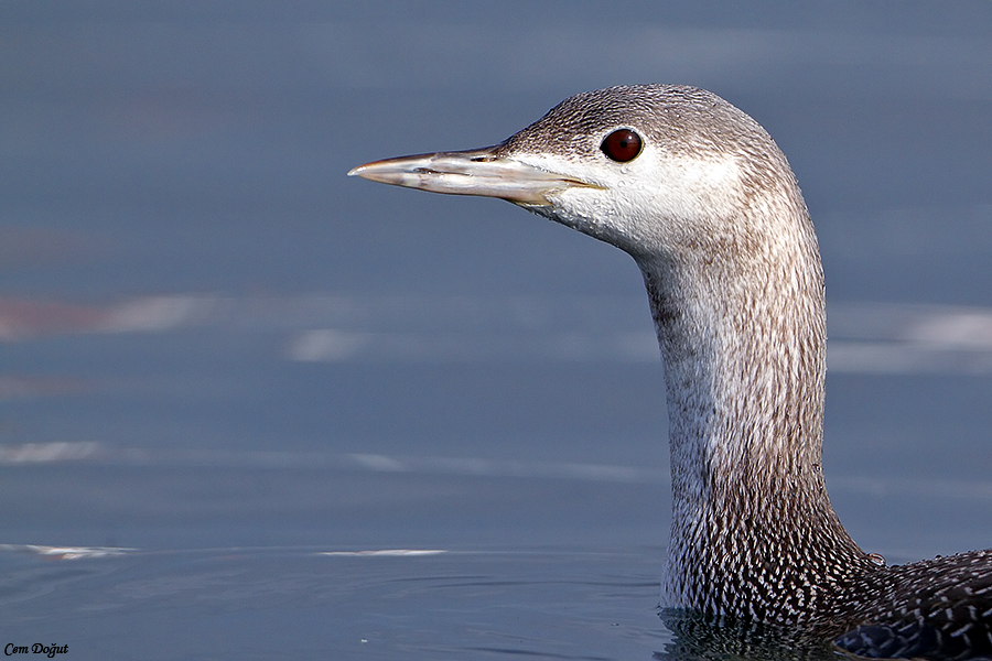 Red-throated Loon