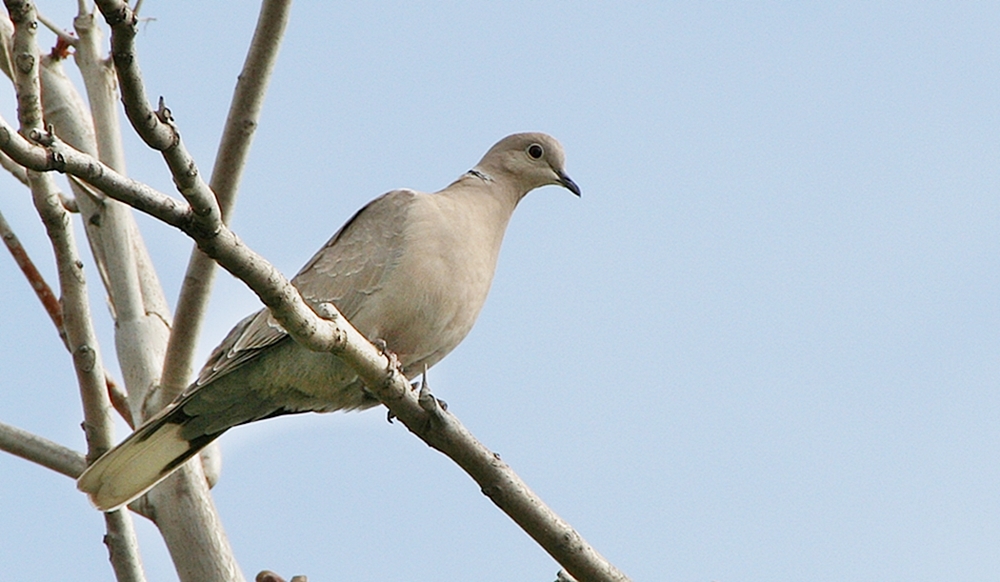Eurasian Collared Dove