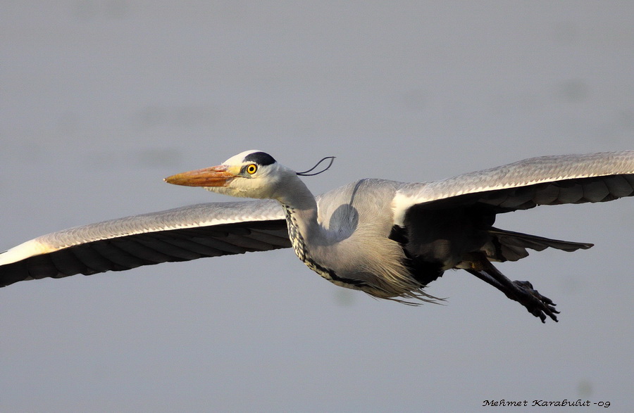 Grey Heron