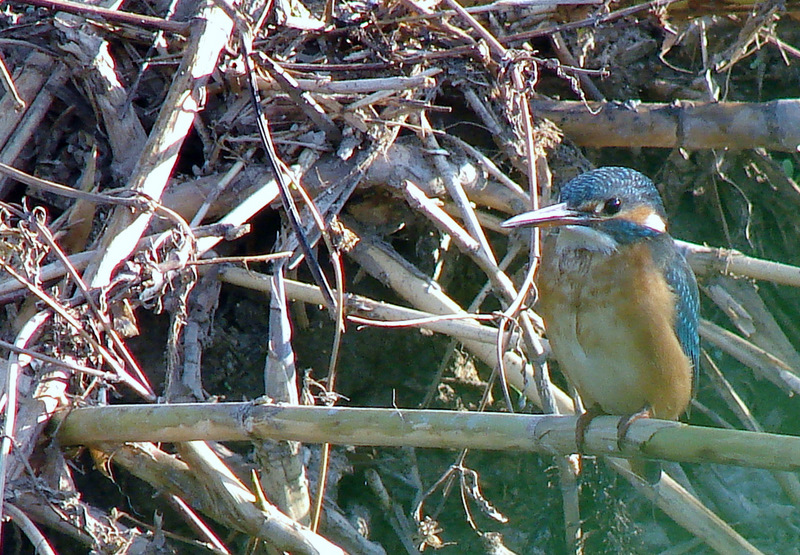 Common Kingfisher