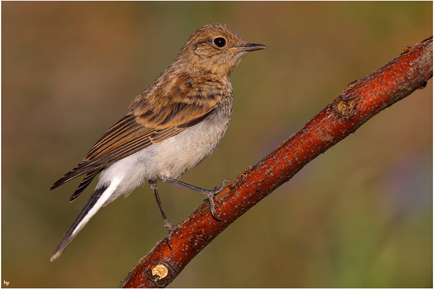 Black-eared Wheatear