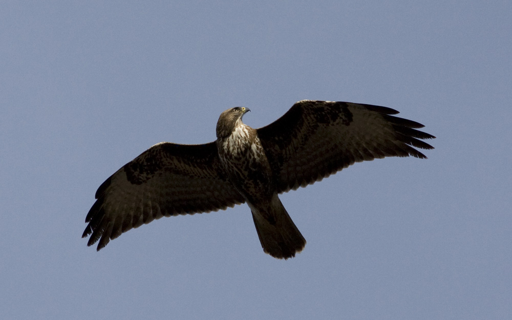Common Buzzard