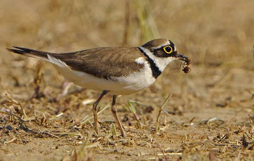 Little Ringed Plover