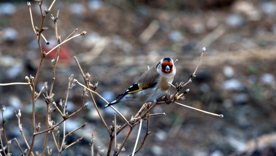 European Goldfinch