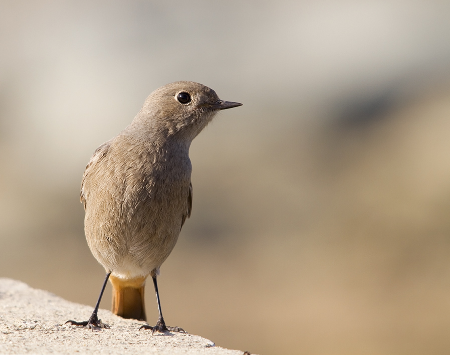 Black Redstart