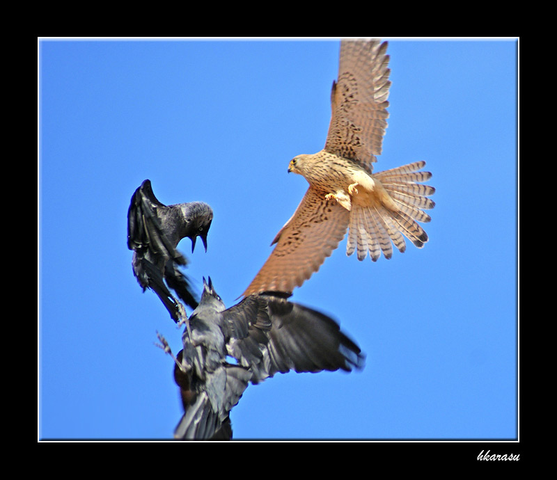 Western Jackdaw