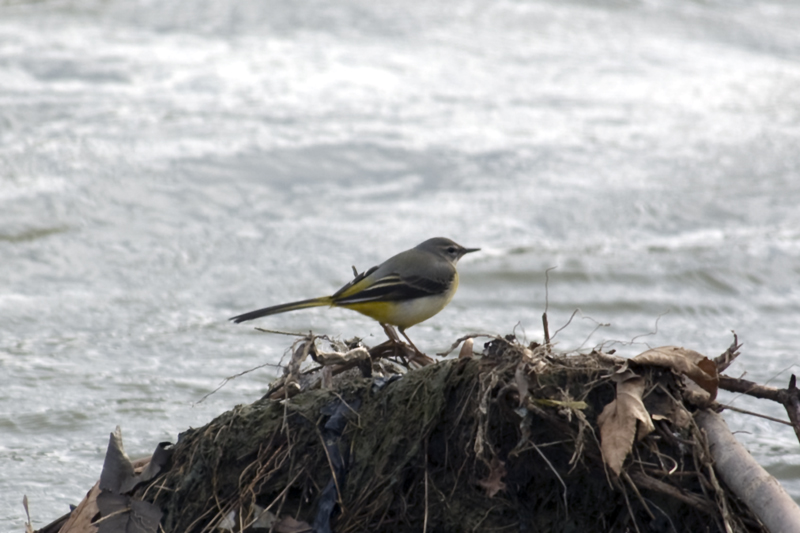 Grey Wagtail