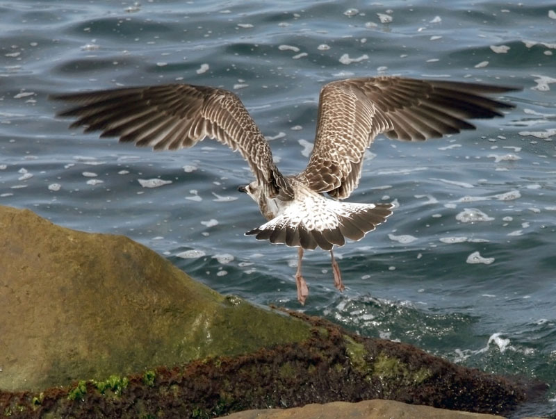 Yellow-legged Gull