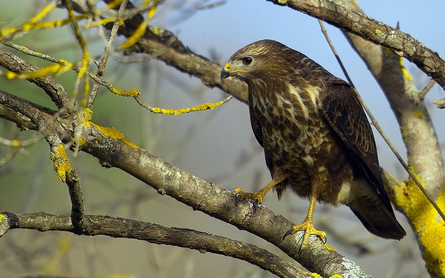 Common Buzzard