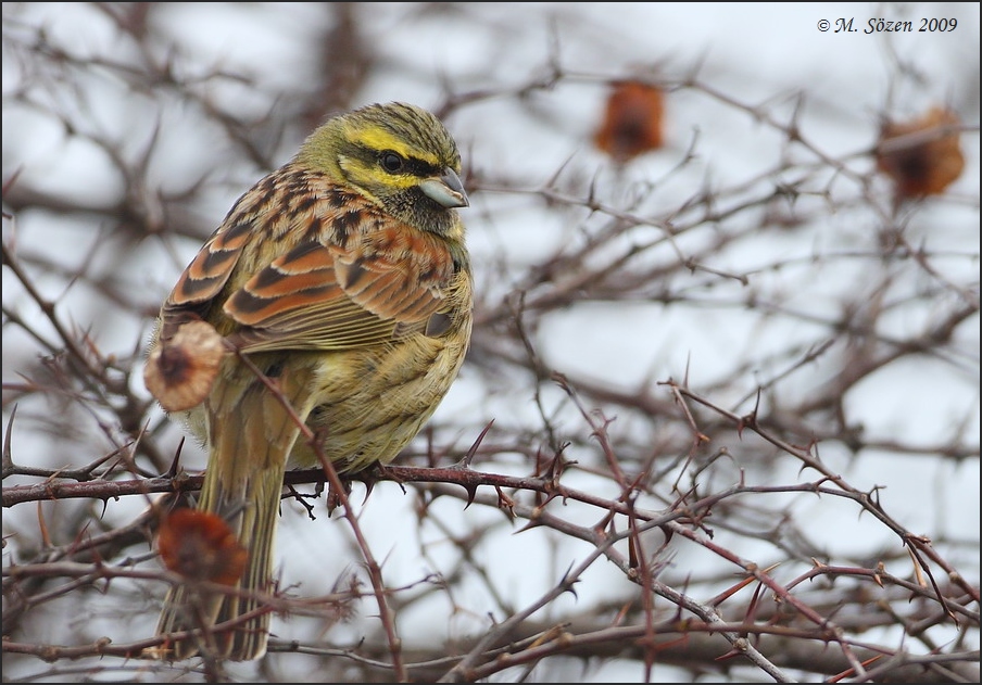 Cirl Bunting