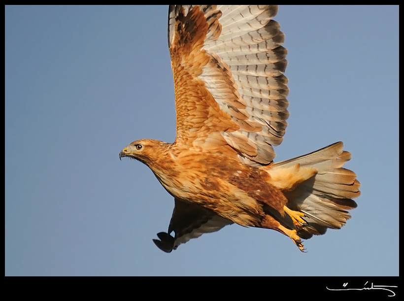 Long-legged Buzzard