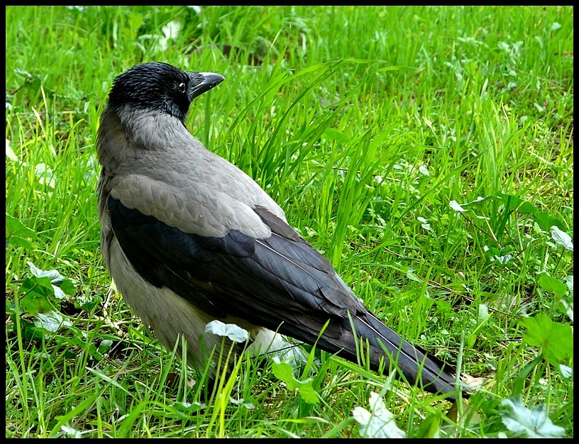 Hooded Crow