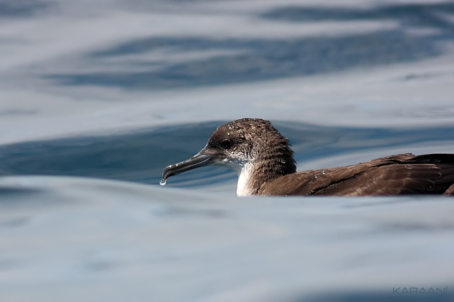 Yelkouan Shearwater