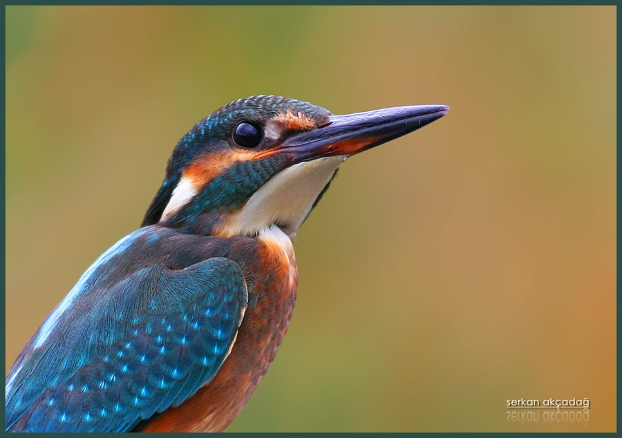 Common Kingfisher