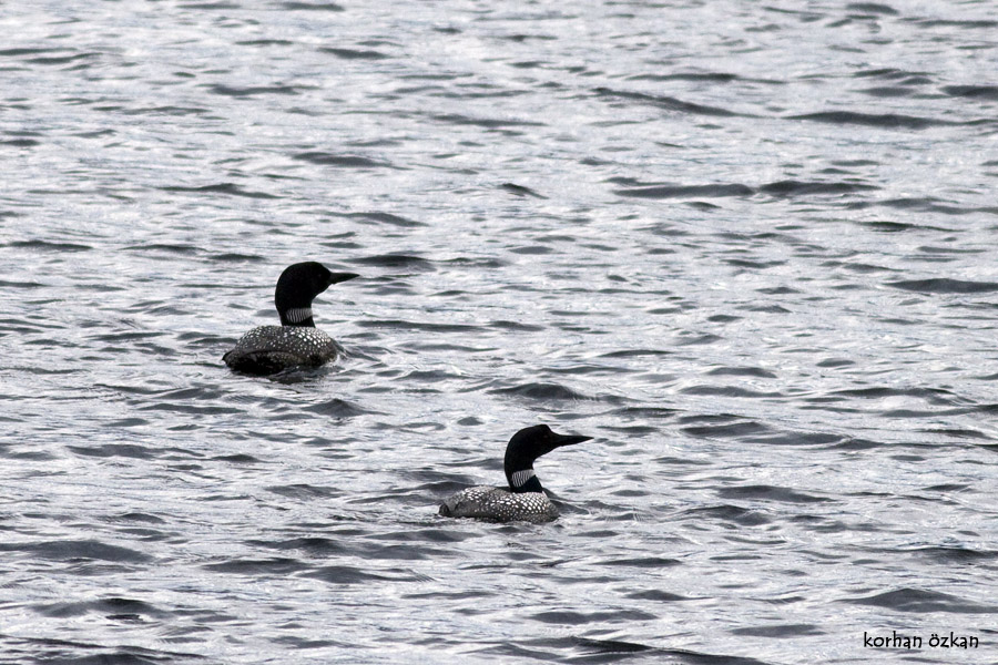 Common Loon