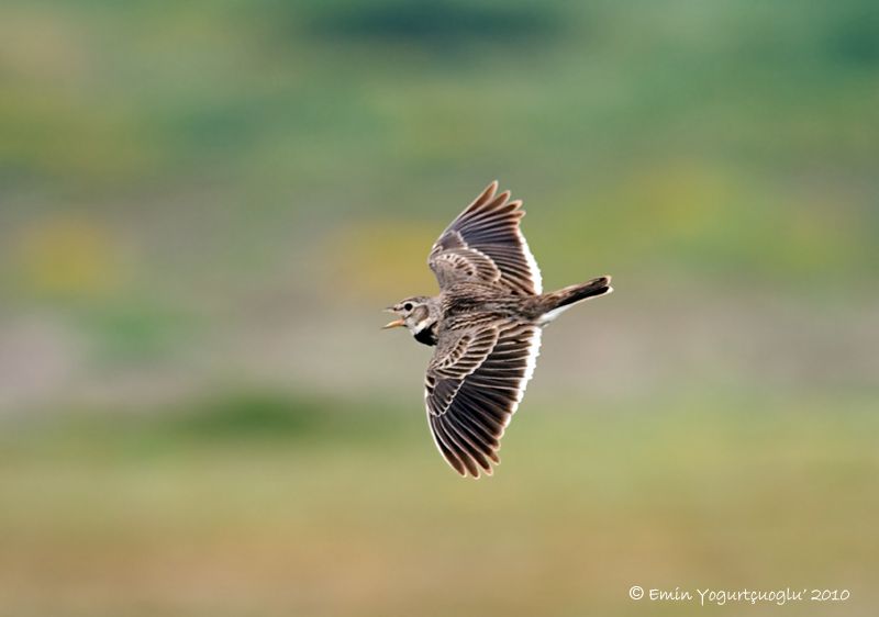 Calandra Lark
