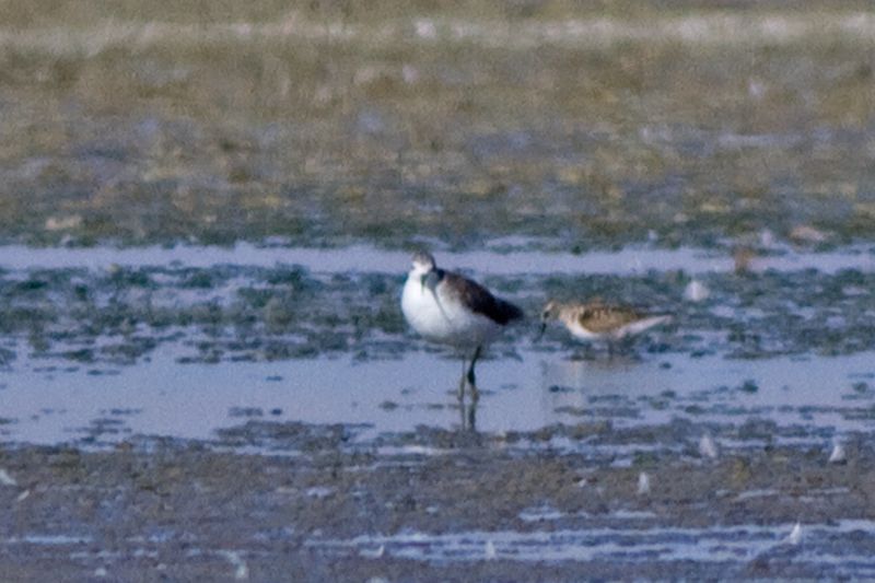 Marsh Sandpiper