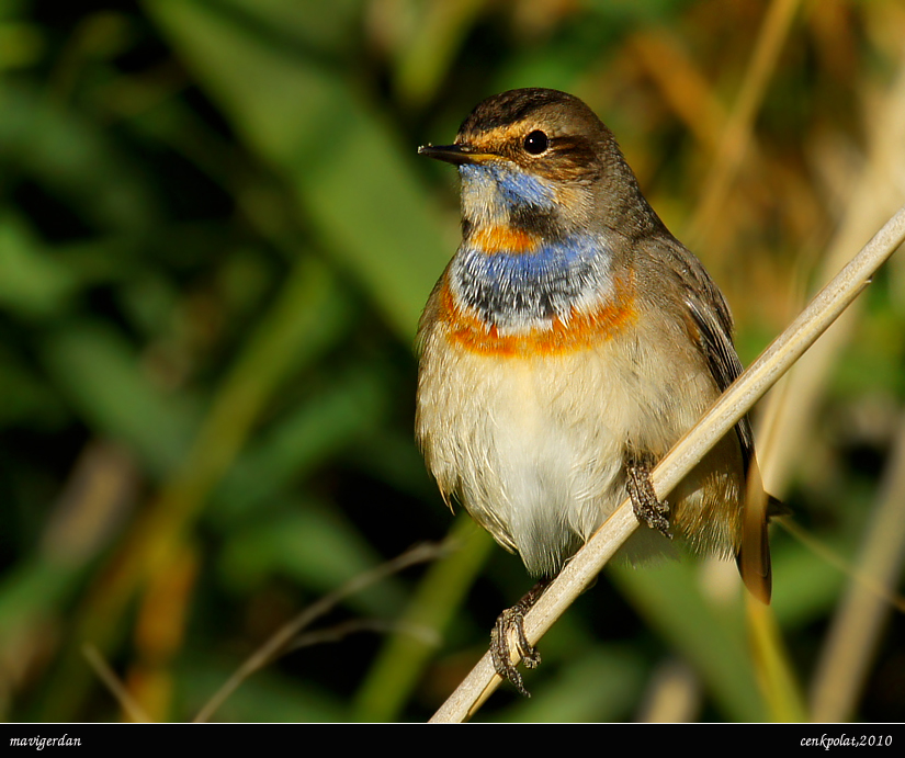 Bluethroat