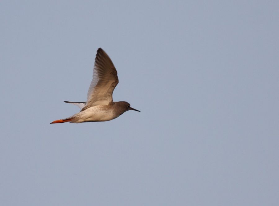 Common Redshank
