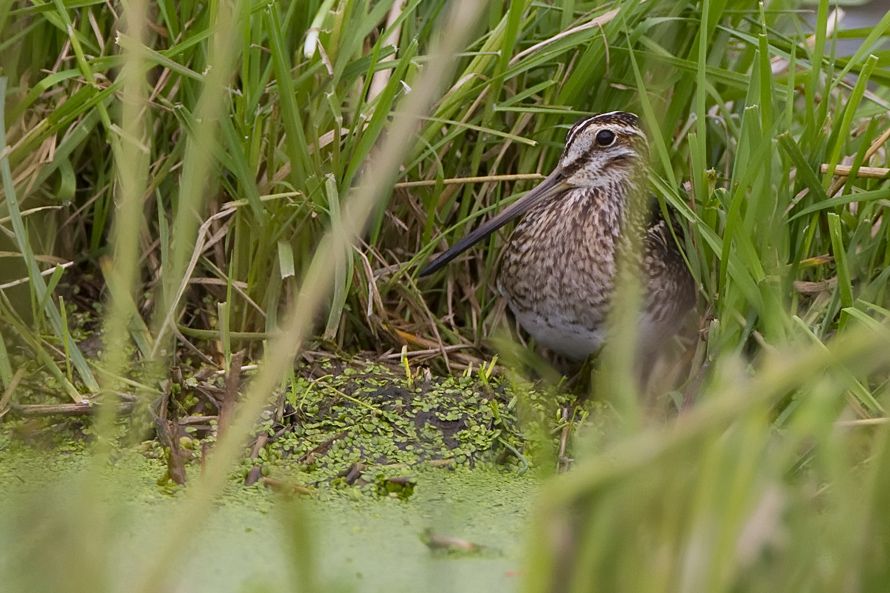 Common Snipe