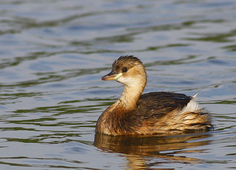 Little Grebe