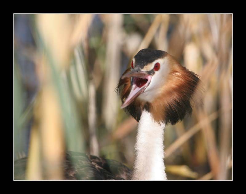 Great Crested Grebe