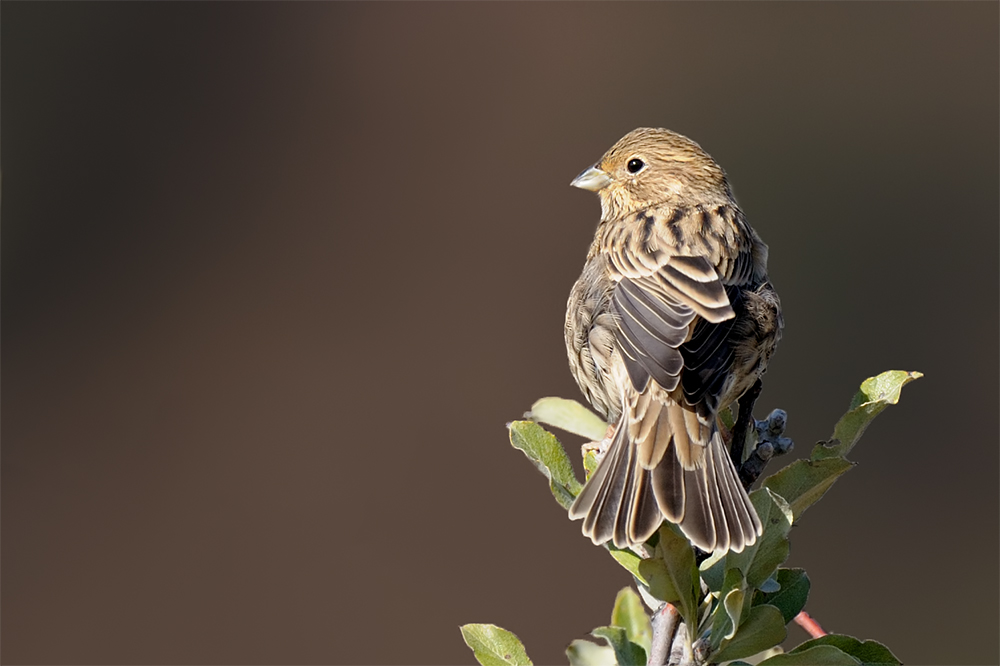 Corn Bunting
