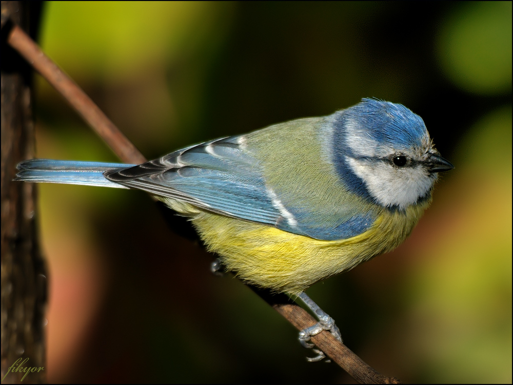 Eurasian Blue Tit