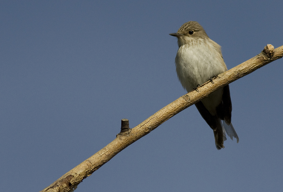 Spotted Flycatcher