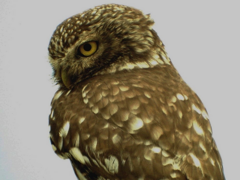 Little Owl