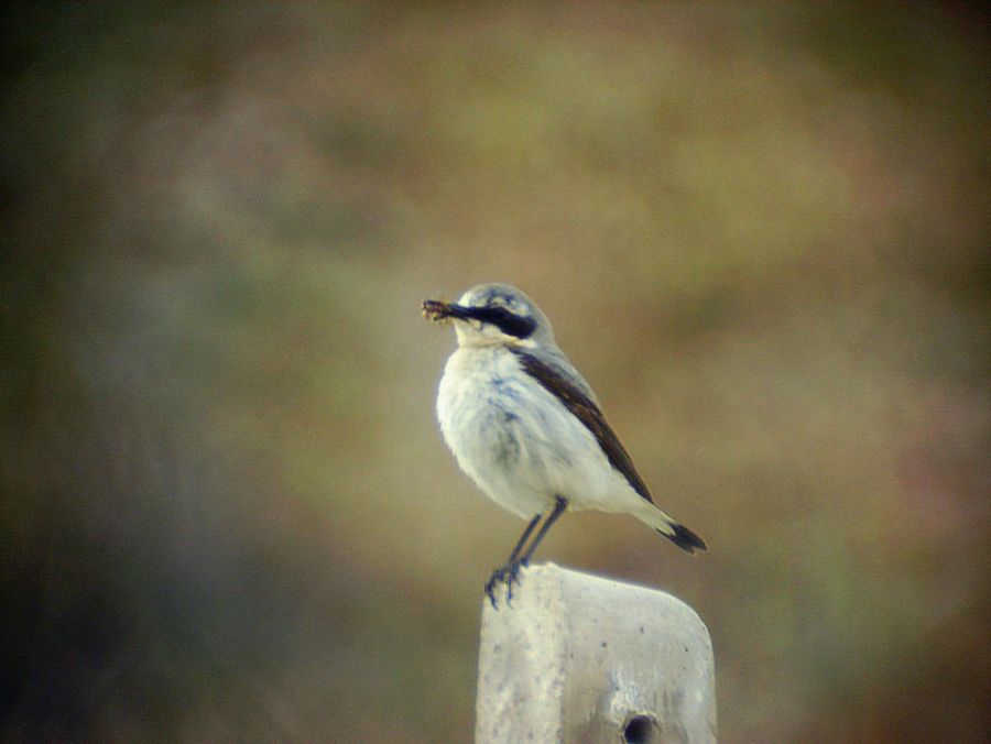 Northern Wheatear