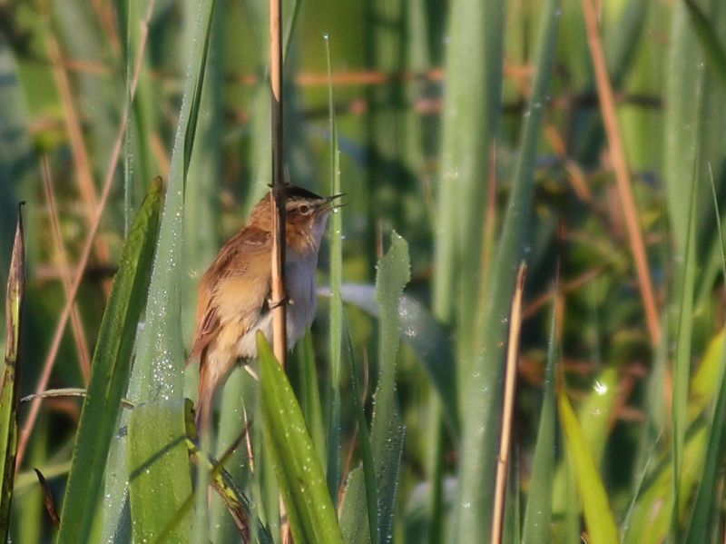 Moustached Warbler