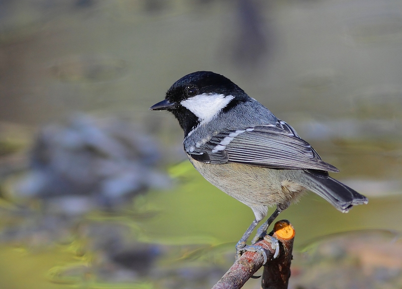 Coal Tit