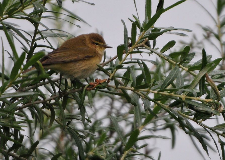 Common Chiffchaff