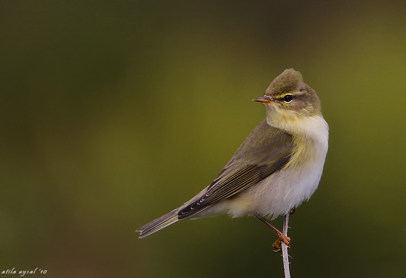 Willow Warbler