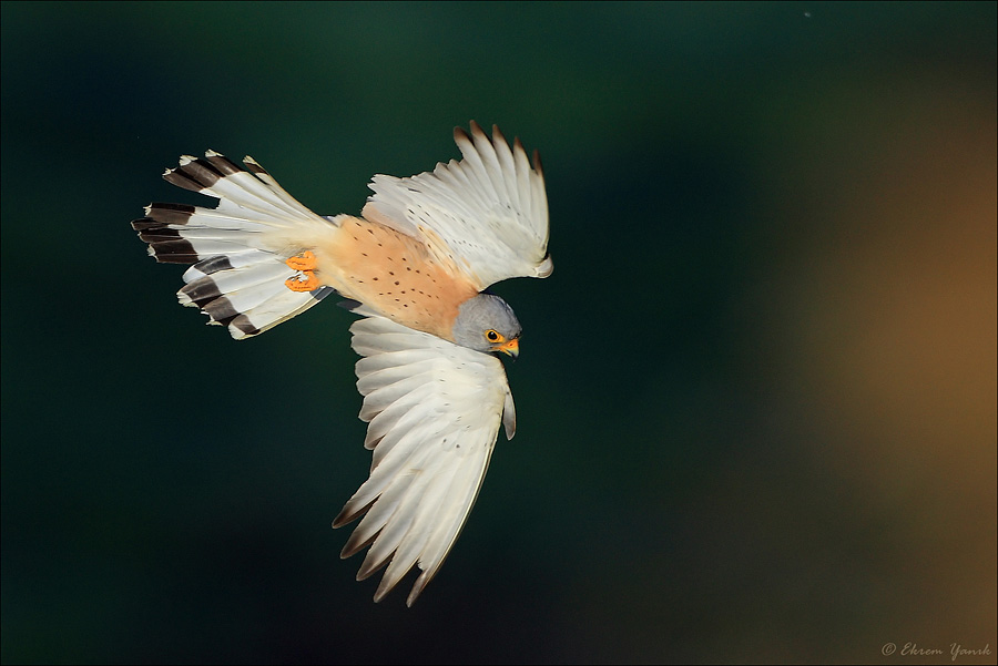 Lesser Kestrel