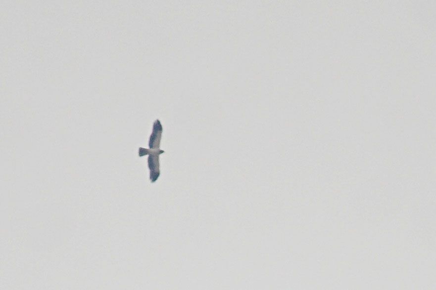 Booted Eagle